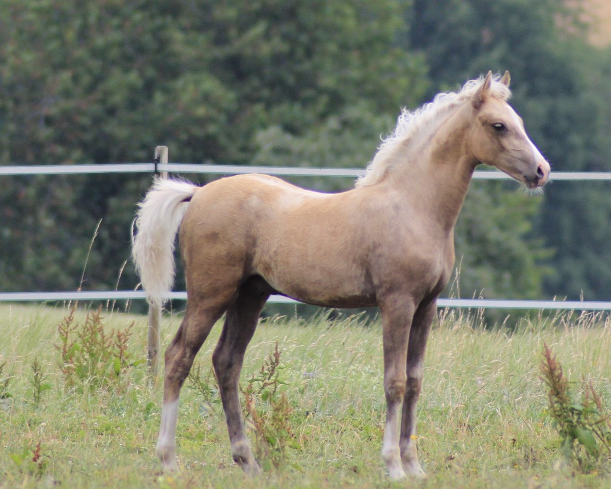 horse RM Golden Eddi (German Riding Pony, 2022, from Gold Edition D)
