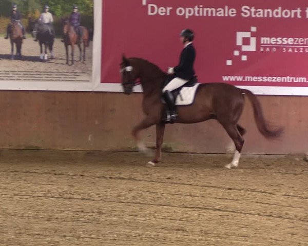 Reitturnier Bad Salzuflen 2023
