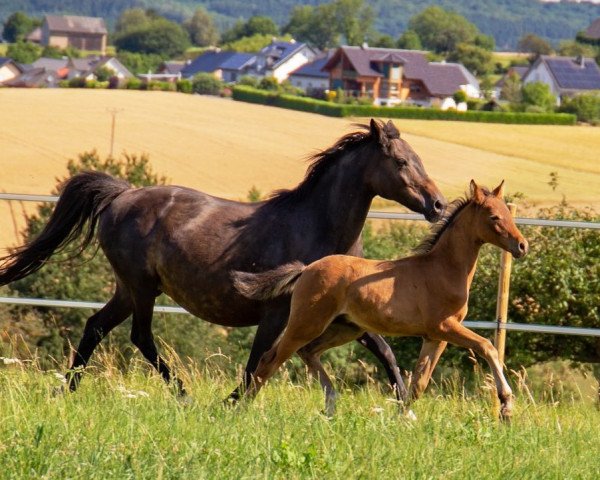 horse RM Cookie Royale (German Riding Pony, 2020, from DSP Cosmo Royale)