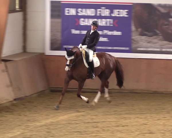 Reitturnier Bad Salzuflen 2023