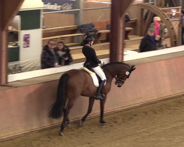 Reitturnier Bad Salzuflen 2023