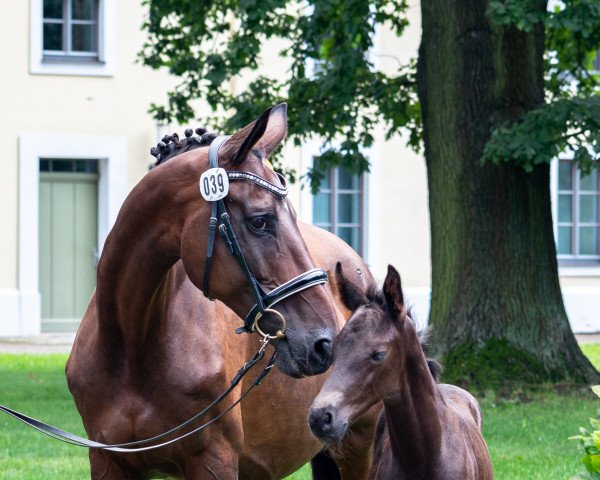 Pferd Grafenhain (Trakehner, 2021, von Freiherr von Stein)