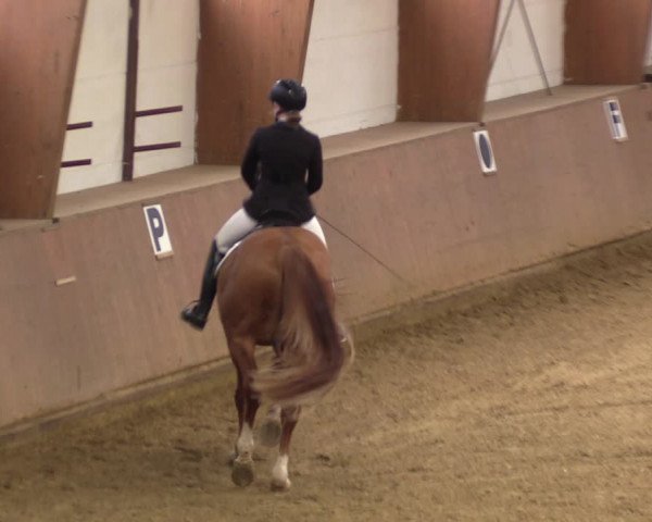 Reitturnier Bad Salzuflen 2023