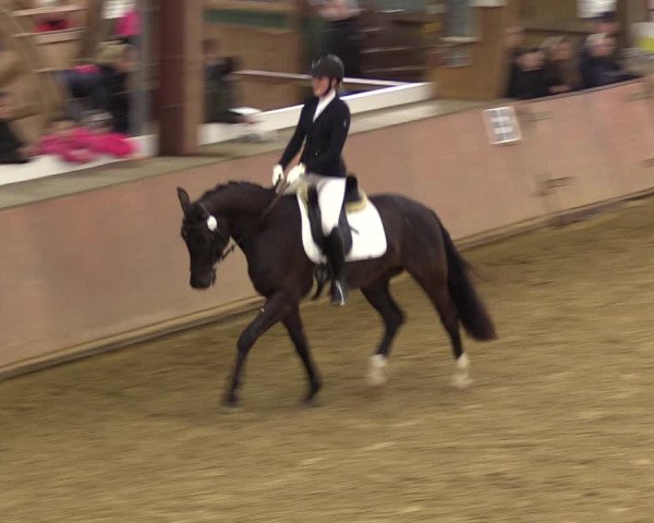 Reitturnier Bad Salzuflen 2023