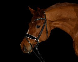 dressage horse Fischer's Fritz 4 (Oldenburg, 2017, from Vitalis)