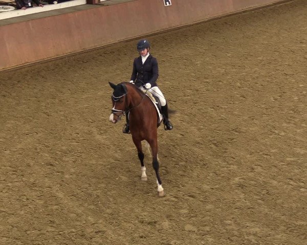 Reitturnier Bad Salzuflen 2023