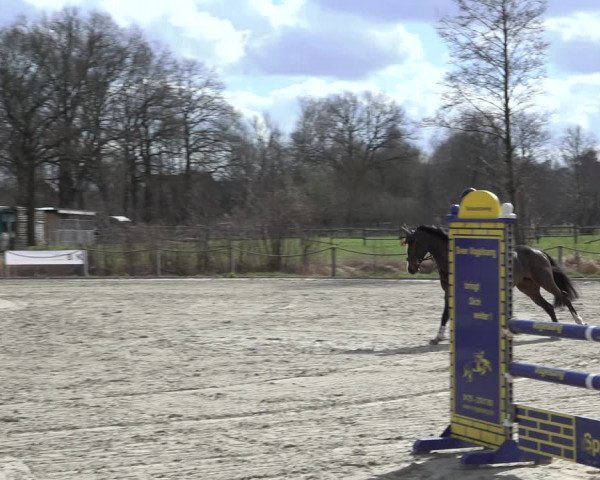 Reitturnier Handorf 2023