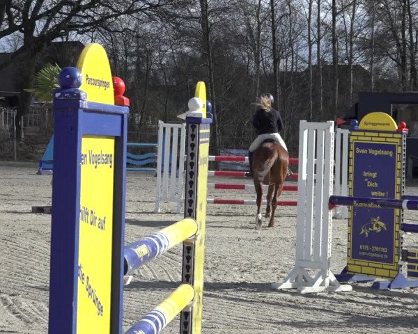 Reitturnier Handorf 2023