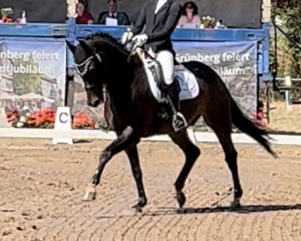 dressage horse San Antonio (Westphalian, 2009, from Show Star)