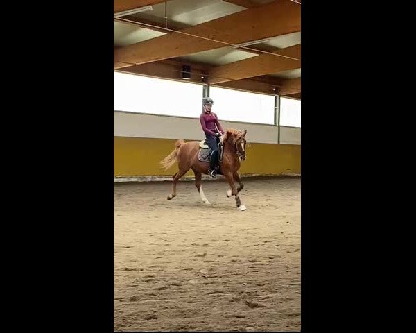 Video von Going Top