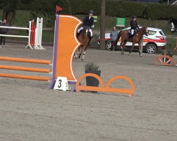 Reitturnier Handorf 2023