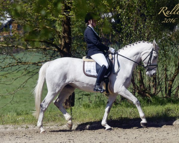 dressage horse Lissgold (Rhinelander, 2006, from Londonderry) dressage horse Lissgold (Rhinelander, 2006, from Londonderry)