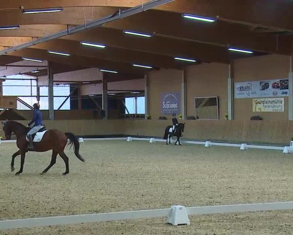 Reitturnier Grafenrheinfeld/Ufr. 2021