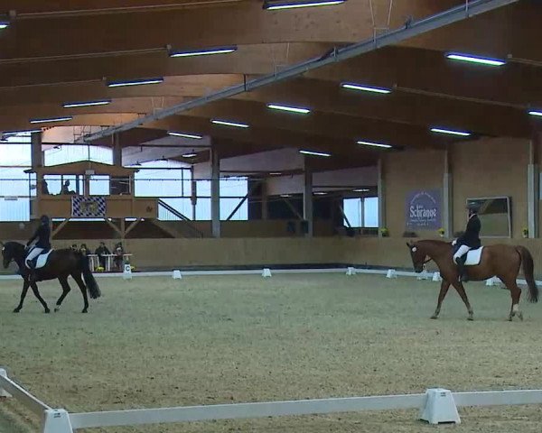Reitturnier Grafenrheinfeld/Ufr. 2021