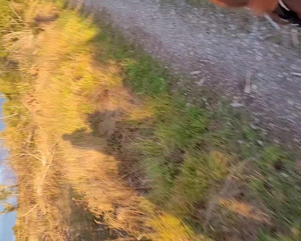 Video of Lotta 269