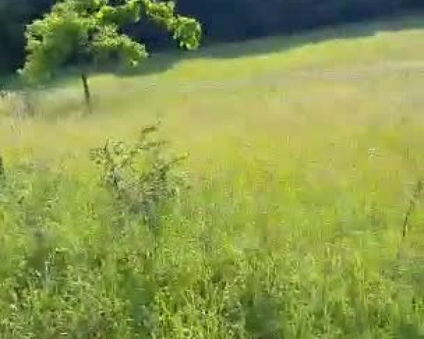 Video of Lotta 269