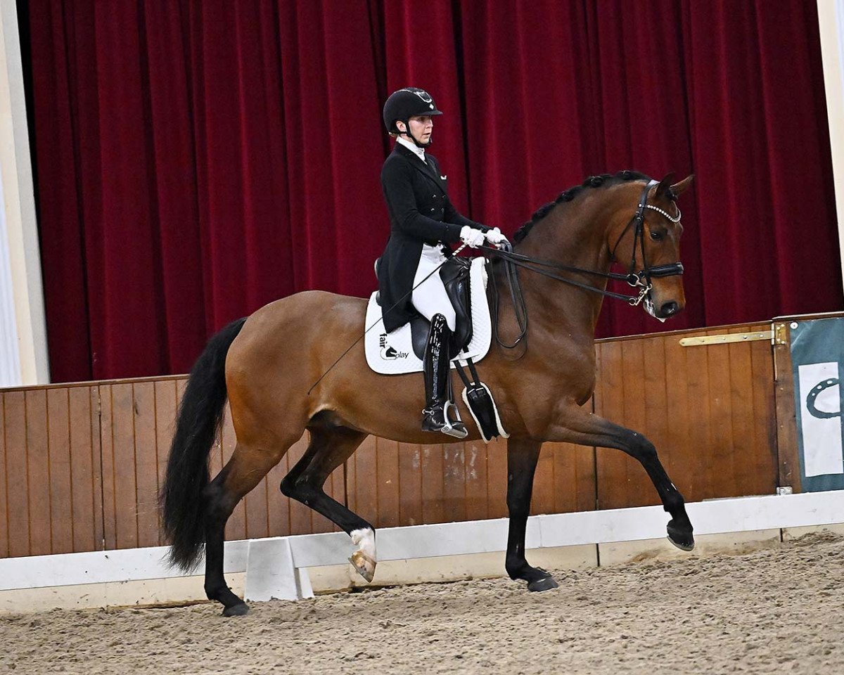 dressage horse Fürst Diamant 3 (Hanoverian, 2015, from Fürstenball)