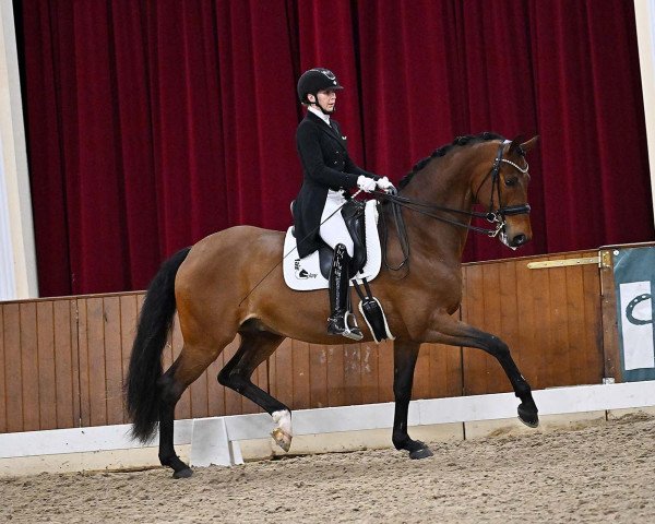 dressage horse Fürst Diamant 3 (Hanoverian, 2015, from Fürstenball)