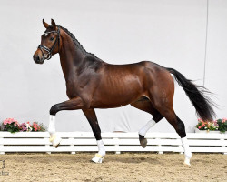 dressage horse Indian Summer (Oldenburg, 2017, from Indian Rock)
