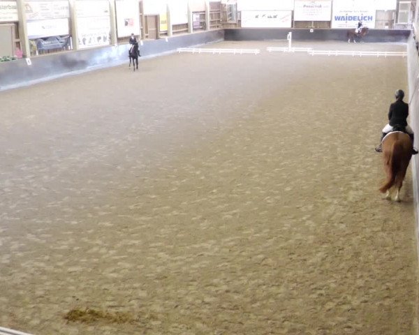 Reitturnier Weil der Stadt 2023