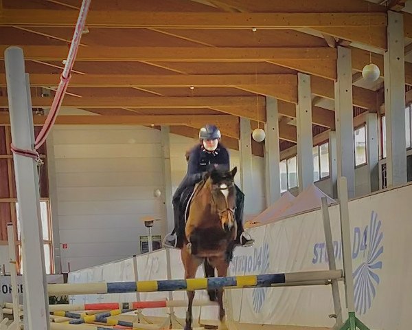 Dressurpferd Nemo 476 (Deutsches Reitpony, 2017, von New Classico)