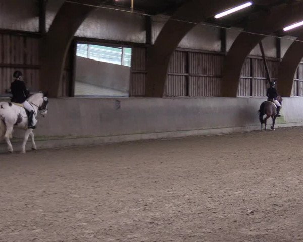 Reitturnier Jubiläumsturnier RC Damp - Reiterhof Tramm 2023