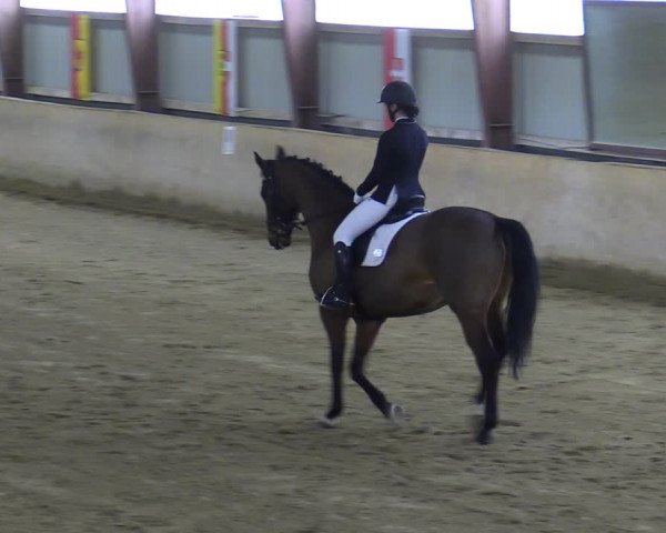 Reitturnier Kottingbrunn 2023