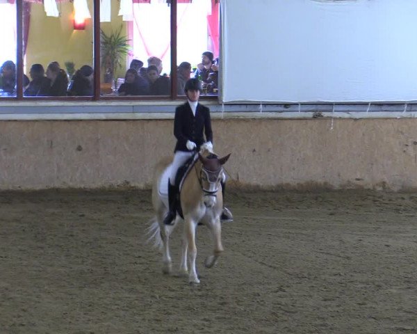 Reitturnier Kottingbrunn 2023