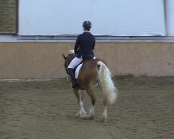 Reitturnier Kottingbrunn 2023