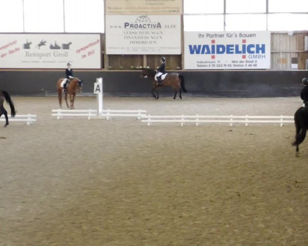 Reitturnier Weil der Stadt 2023