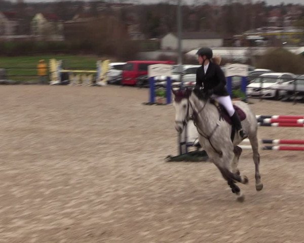 Reitturnier Zwickau 2023