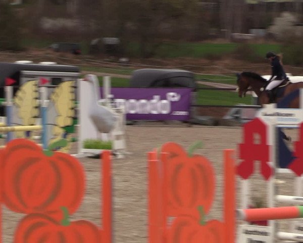 Reitturnier Zwickau 2023