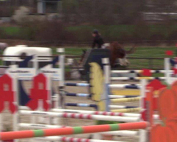 Reitturnier Zwickau 2023