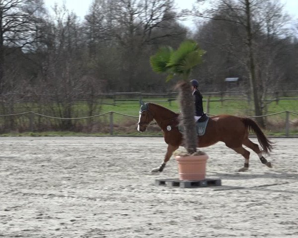 Reitturnier Handorf 2023