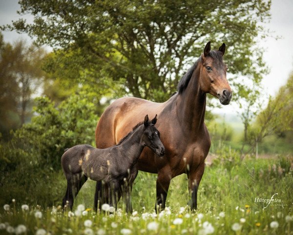 broodmare Romy Royal (Hanoverian, 2011, from Royal Classic)