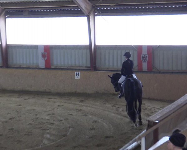 Reitturnier Kottingbrunn 2023