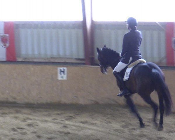 Reitturnier Kottingbrunn 2023