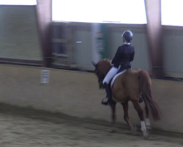 Reitturnier Kottingbrunn 2023