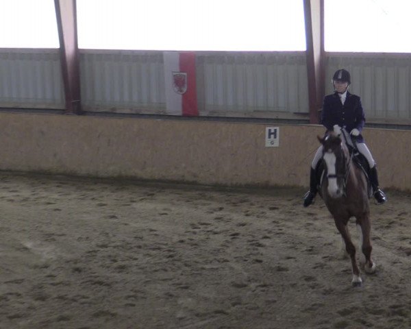 Reitturnier Kottingbrunn 2023