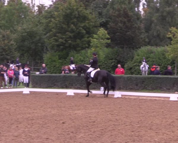 Reitturnier Westeregeln 2021