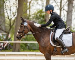 Dressurpferd Steintänzerin (Deutsches Reitpony, 2014, von Baccarat)