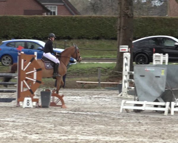 Reitturnier Handorf 2023