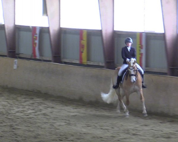 Reitturnier Kottingbrunn 2023