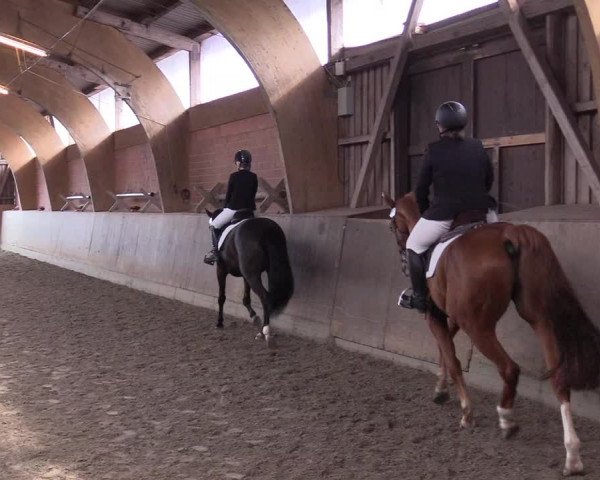 Reitturnier Jubiläumsturnier RC Damp - Reiterhof Tramm 2023