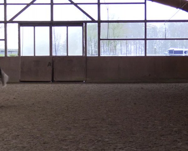 Reitturnier Jubiläumsturnier RC Damp - Reiterhof Tramm 2023