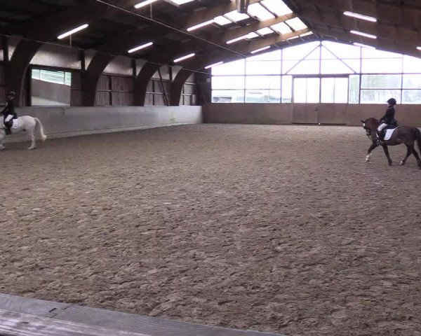 Reitturnier Jubiläumsturnier RC Damp - Reiterhof Tramm 2023