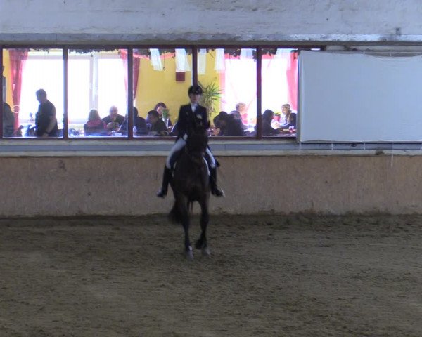 Reitturnier Kottingbrunn 2023