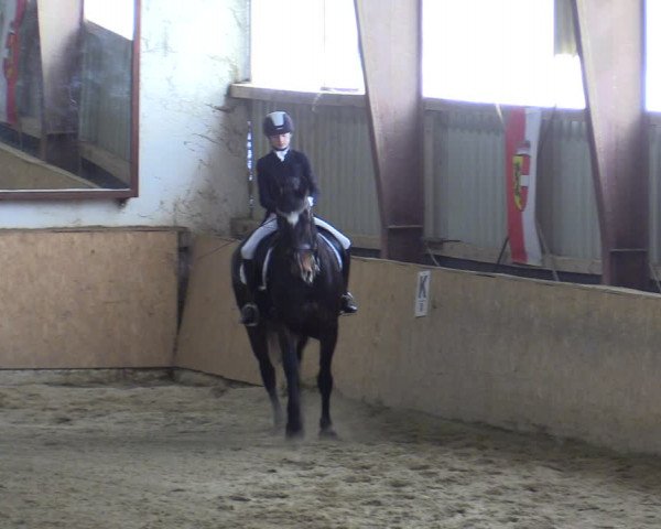 Reitturnier Kottingbrunn 2023