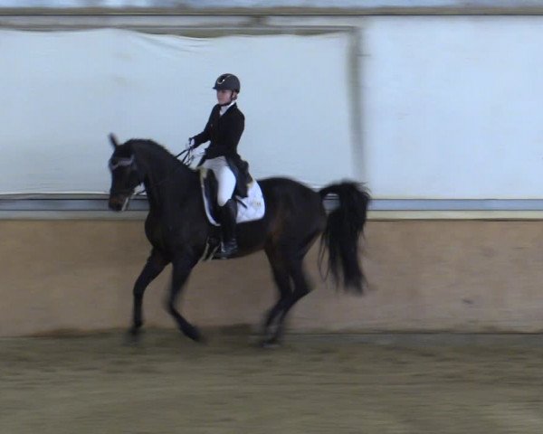 Reitturnier Kottingbrunn 2023