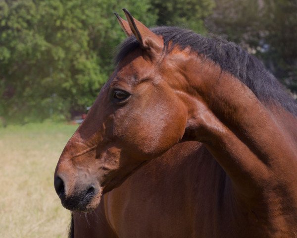 dressage horse Der kleine Doc (Oldenburg, 2009, from Dr Doolittle 45)